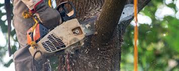 Reliable Hartley, CA Tree Care Solutions