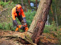 Seasonal Cleanup (Spring/Fall) in Hartley, CA